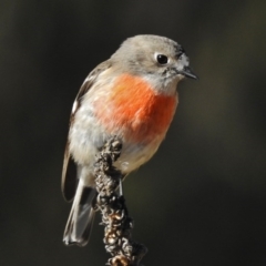 Petroica boodang (Scarlet Robin) at Tidbinbilla Nature Reserve - 6 Jul 2017 by JohnBundock