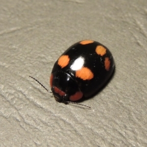 Paropsisterna beata at Tharwa, ACT - 30 Jan 2016 09:15 PM