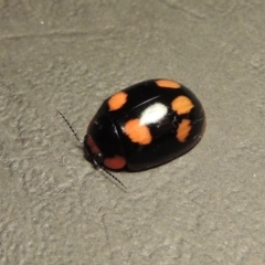 Paropsisterna beata at Tharwa, ACT - 30 Jan 2016 09:15 PM