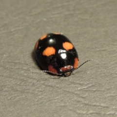 Paropsisterna beata at Tharwa, ACT - 30 Jan 2016 09:15 PM