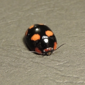 Paropsisterna beata at Tharwa, ACT - 30 Jan 2016 09:15 PM