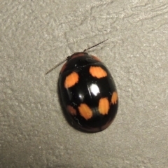 Paropsisterna beata at Tharwa, ACT - 30 Jan 2016 09:15 PM