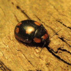 Paropsisterna beata (Blessed Leaf Beetle) at Point Hut to Tharwa - 1 Jan 2017 by michaelb