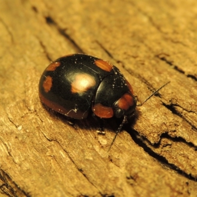 Paropsisterna beata (Blessed Leaf Beetle) at Paddys River, ACT - 1 Jan 2017 by michaelb