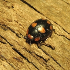 Paropsisterna beata at Paddys River, ACT - 1 Jan 2017 10:14 PM