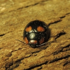 Paropsisterna beata at Paddys River, ACT - 1 Jan 2017 10:14 PM