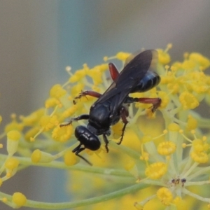 Sphecidae or Crabronidae (families) at Paddys River, ACT - 31 Dec 2015