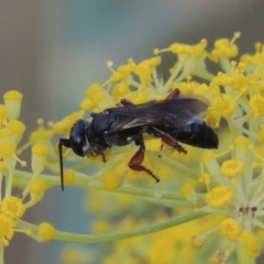 Sphecidae or Crabronidae (families) at Paddys River, ACT - 31 Dec 2015