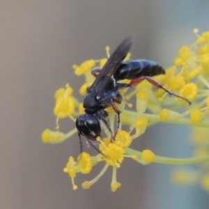 Sphecidae or Crabronidae (families) at Paddys River, ACT - 31 Dec 2015