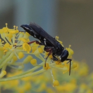 Sphecidae or Crabronidae (families) at Paddys River, ACT - 31 Dec 2015