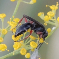 Sphecidae or Crabronidae (families) at Paddys River, ACT - 31 Dec 2015