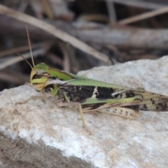 Gastrimargus musicus (Yellow-winged Locust or Grasshopper) at Point Hut to Tharwa - 22 Jan 2017 by michaelb