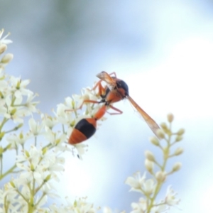 Delta bicinctum at Paddys River, ACT - 22 Jan 2017