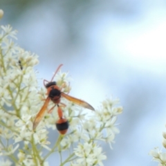 Delta bicinctum at Paddys River, ACT - 22 Jan 2017 08:27 PM