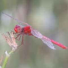 Diplacodes haematodes (Scarlet Percher) at Point Hut to Tharwa - 22 Jan 2017 by michaelb