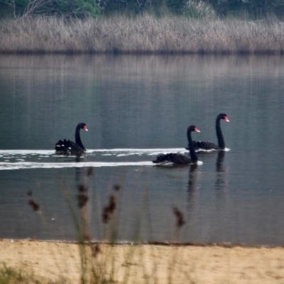 Cygnus atratus (Black Swan) at Bermagui, NSW - 13 May 2017 by RossMannell