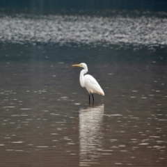 Ardea alba (Great Egret) at Cuttagee, NSW - 13 May 2017 by RossMannell