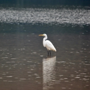 Ardea alba at Cuttagee, NSW - 13 May 2017 12:00 AM