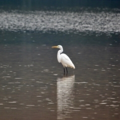 Ardea alba (Great Egret) at Four Winds Bioblitz Reference Sites - 12 May 2017 by RossMannell