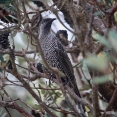 Anthochaera chrysoptera (Little Wattlebird) at Four Winds Bioblitz Reference Sites - 13 May 2017 by RossMannell