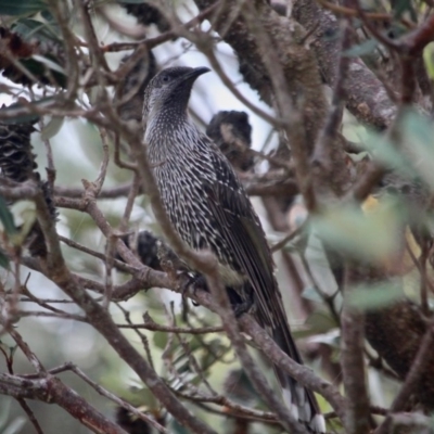 Anthochaera chrysoptera (Little Wattlebird) at Cuttagee, NSW - 13 May 2017 by RossMannell