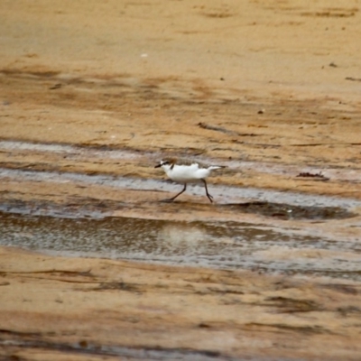 Anarhynchus ruficapillus (Red-capped Plover) at Four Winds Bioblitz Reference Sites - 13 May 2017 by RossMannell