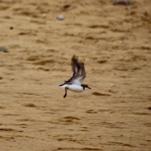 Anarhynchus ruficapillus at Cuttagee, NSW - 13 May 2017 11:24 AM