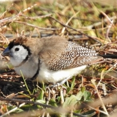 Stizoptera bichenovii (Double-barred Finch) at Tennent, ACT - 13 Jul 2017 by JohnBundock