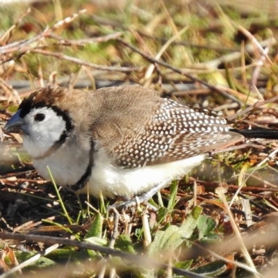 Stizoptera bichenovii (Double-barred Finch) at Tennent, ACT - 12 Jul 2017 by JohnBundock