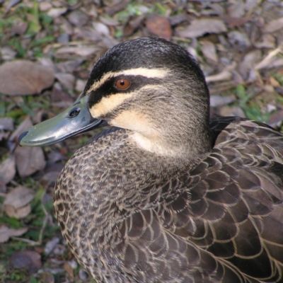 Anas superciliosa (Pacific Black Duck) at Greenway, ACT - 13 Jul 2017 by MatthewFrawley