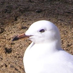 Chroicocephalus novaehollandiae (Silver Gull) at Lake Tuggeranong - 13 Jul 2017 by MatthewFrawley