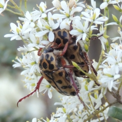 Neorrhina punctata (Spotted flower chafer) at Paddys River, ACT - 22 Jan 2017 by michaelb