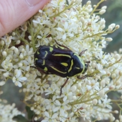 Eupoecila australasiae (Fiddler Beetle) at Paddys River, ACT - 22 Jan 2017 by michaelb