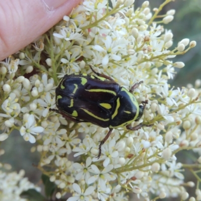 Eupoecila australasiae (Fiddler Beetle) at Paddys River, ACT - 22 Jan 2017 by MichaelBedingfield