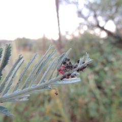 Pentatomoidea (superfamily) at Paddys River, ACT - 22 Jan 2017 08:48 PM