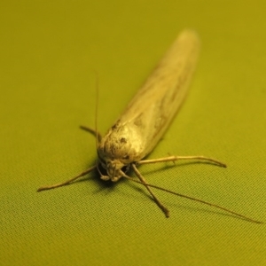 Philobota productella at Tharwa, ACT - 31 Oct 2016 10:33 PM