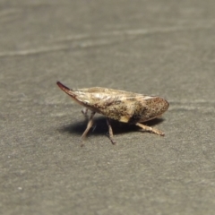 Philagra parva (Beaked spittlebug) at Conder, ACT - 16 Feb 2017 by michaelb