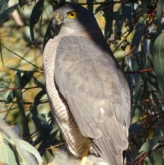 Accipiter fasciatus (Brown Goshawk) at Red Hill, ACT - 14 Jul 2017 by roymcd