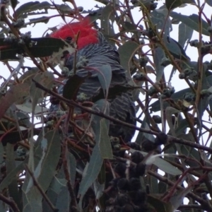 Callocephalon fimbriatum at Red Hill, ACT - suppressed