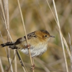 Cisticola exilis (Golden-headed Cisticola) at Jerrabomberra Wetlands - 12 Jul 2017 by roymcd