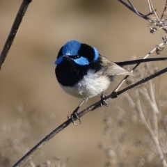 Malurus cyaneus (Superb Fairywren) at Fyshwick, ACT - 12 Jul 2017 by roymcd