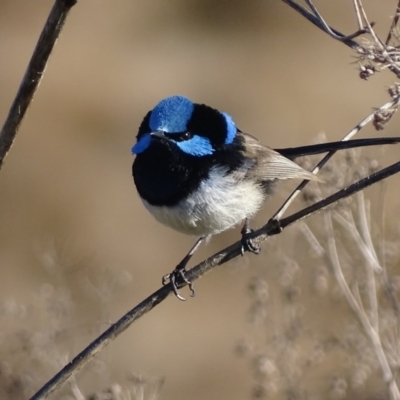 Malurus cyaneus (Superb Fairywren) at Jerrabomberra Wetlands - 12 Jul 2017 by roymcd