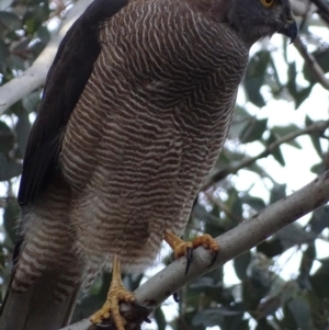 Accipiter fasciatus at Red Hill, ACT - 12 Jul 2017