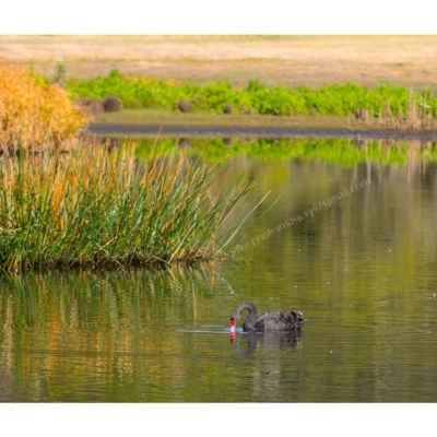 Cygnus atratus (Black Swan) at Millingandi, NSW - 12 Jul 2017 by JulesPhotographer