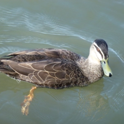 Anas superciliosa (Pacific Black Duck) at Lake Tuggeranong - 13 Jul 2017 by ozza