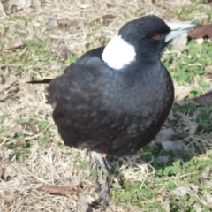 Gymnorhina tibicen (Australian Magpie) at Monash, ACT - 13 Jul 2017 by ozza