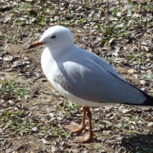 Chroicocephalus novaehollandiae at Greenway, ACT - 13 Jul 2017