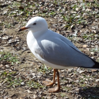 Chroicocephalus novaehollandiae (Silver Gull) at Lake Tuggeranong - 13 Jul 2017 by ozza