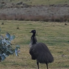 Dromaius novaehollandiae (Emu) at South East Forest National Park - 13 Jul 2017 by DebLewis