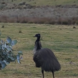 Dromaius novaehollandiae at Nullica, NSW - 14 Jul 2017 09:20 AM